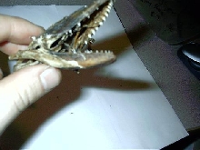 Melinus skull