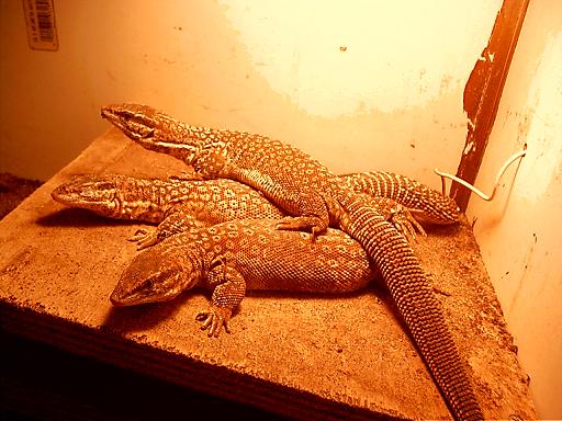 ackie trio