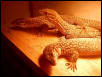 ackie trio