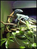 bronx zoo prasinus