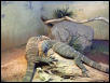 bronx zoo lace