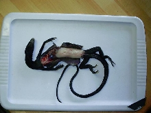 autopsy