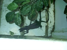 becarri copulation1