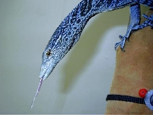 female blue tree monitor