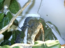 female blue tree monitor