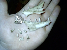 croc monitor teeth and jawbone