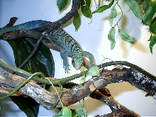 emmy male