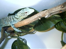 emmy male