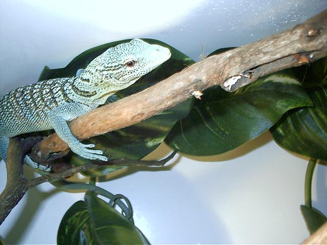 emmy male