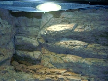 bearded dragon exhibit