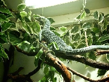 prasinus male