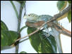 male V. prasinus