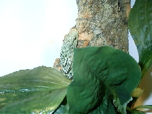 male prasinus