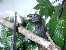becarri feeding