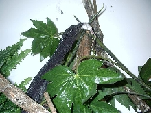 male becarri 2