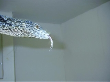 macraei head pic