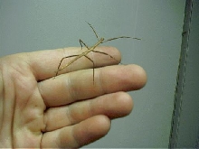vietnamese stick insect