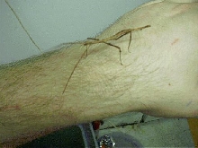 vietnamese stick insect