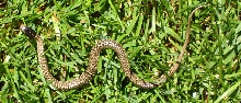 mystery snake 2