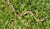 mystery snake 1