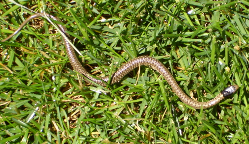 mystery snake 1