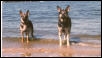 Rookie and Ateela at the Beach