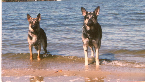 Rookie and Ateela at the Beach