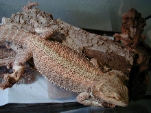 Vermitrhax's coloring.