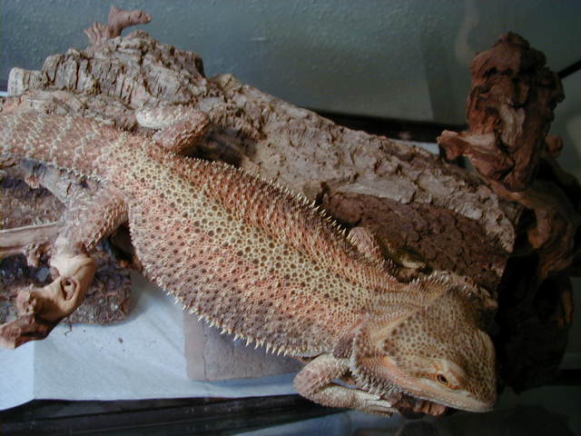 Vermitrhax's coloring.
