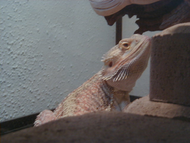 Vermithrax