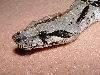 Sonoran