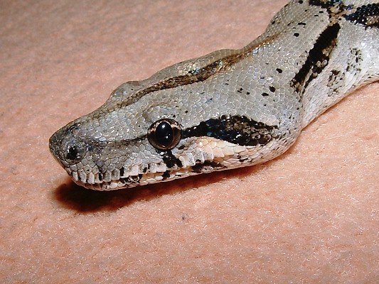 Sonoran