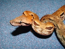 Madagascan Male