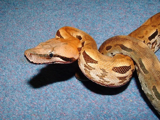 Madagascan Male