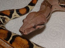 pastel babies1