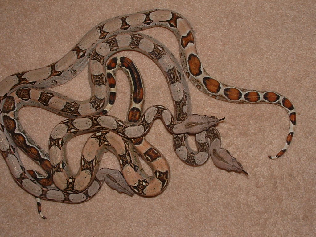 baby pastels3