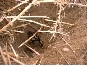 Ball in Wild