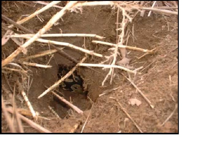 Ball in Wild