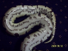 Zop_Belly002