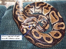 Eyecap_Snake_001