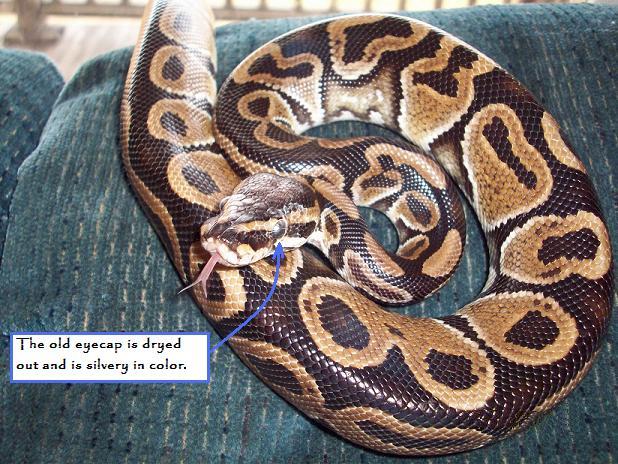 Eyecap_Snake_001
