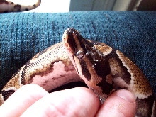 Eyecap_Snake_002