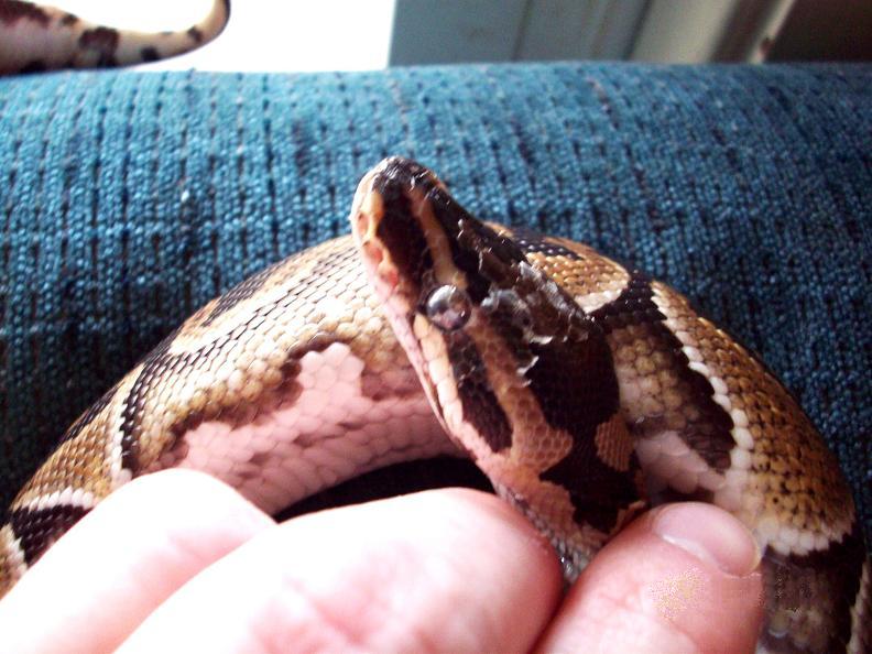 Eyecap_Snake_002