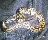 HetAlbino01