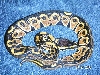 HetAlbino03