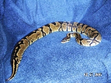 Black Scales3