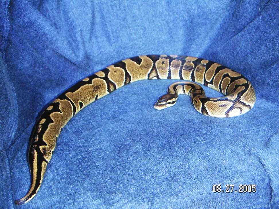 Black Scales3