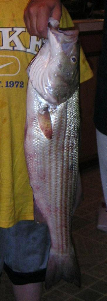 32"Striper