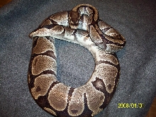 gg001