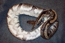 gg002